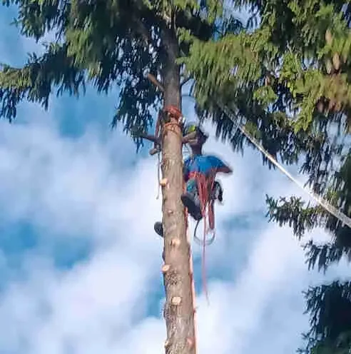 AshTree Service in Lawn, Tree Maintenance & Eavestrough in London - Image 2