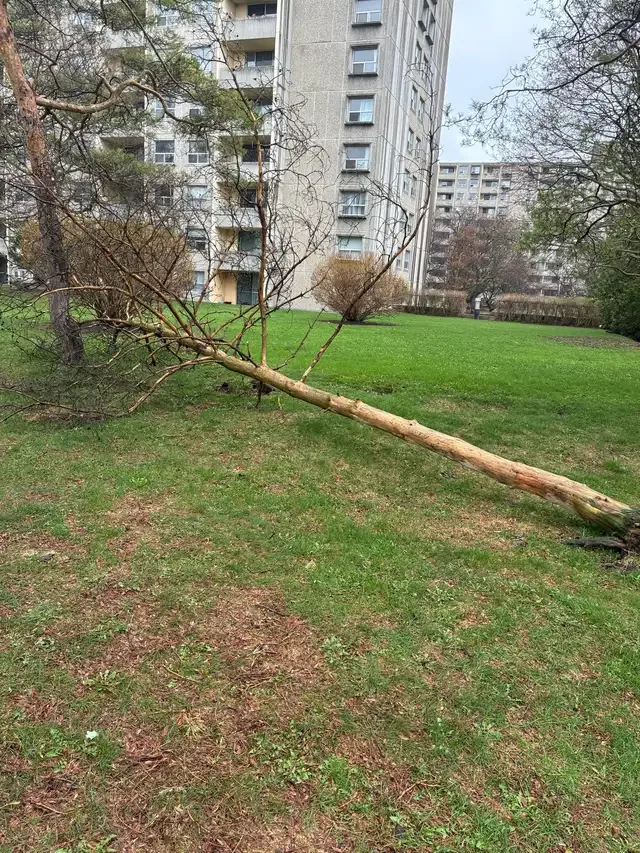 Tree Cutting & Removal & Fallen Tree & Branch Remo in Lawn, Tree Maintenance & Eavestrough in London - Image 4