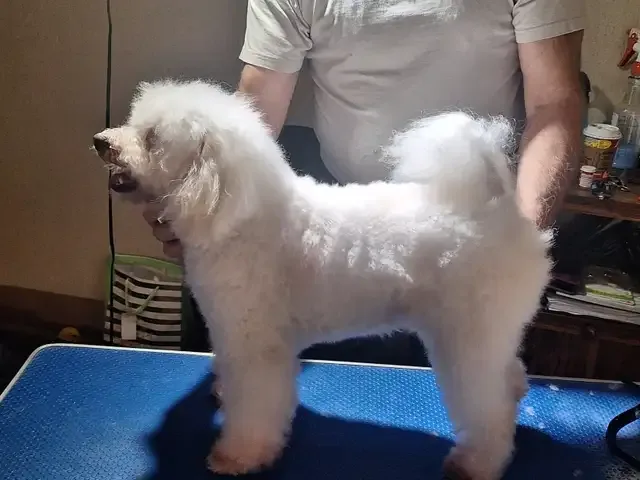 Professional Dog Grooming...Special treatment at SPRINGFIELD K. in Other in London - Image 3