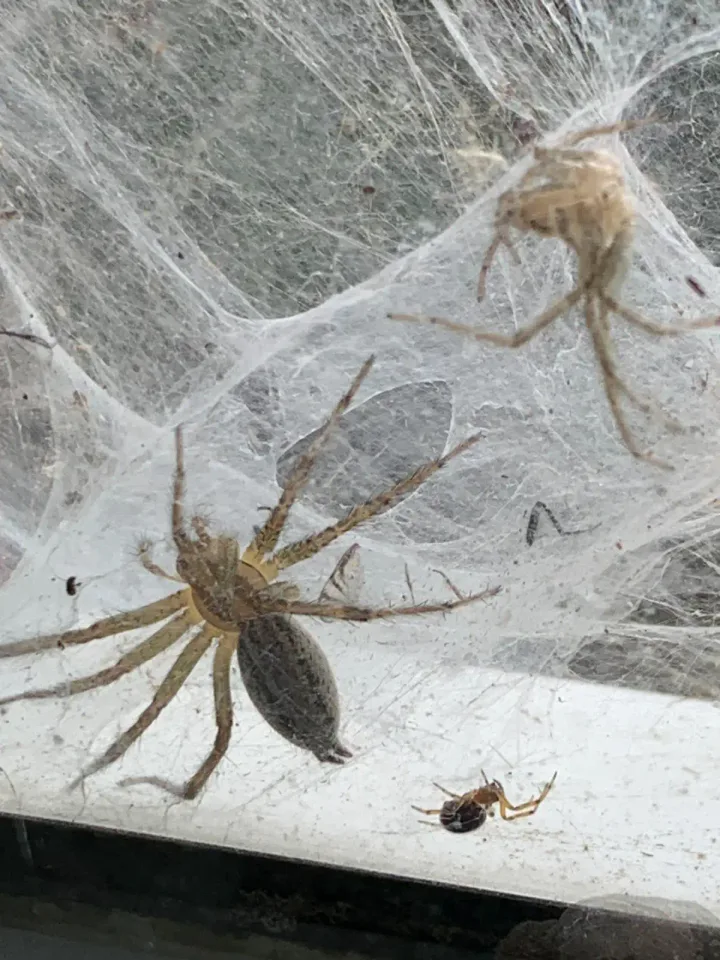Image from Welcon Pest Control's saved profile