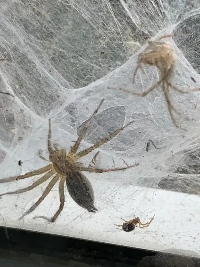 COCKROACH, BEDBUG, MICE, ANTS, WASP - PEST CONTROL in Other in London - Image 7