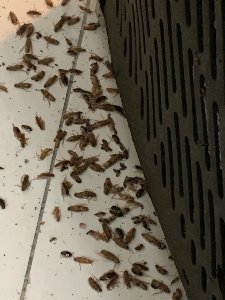 Image from Welcon Pest Control's saved profile