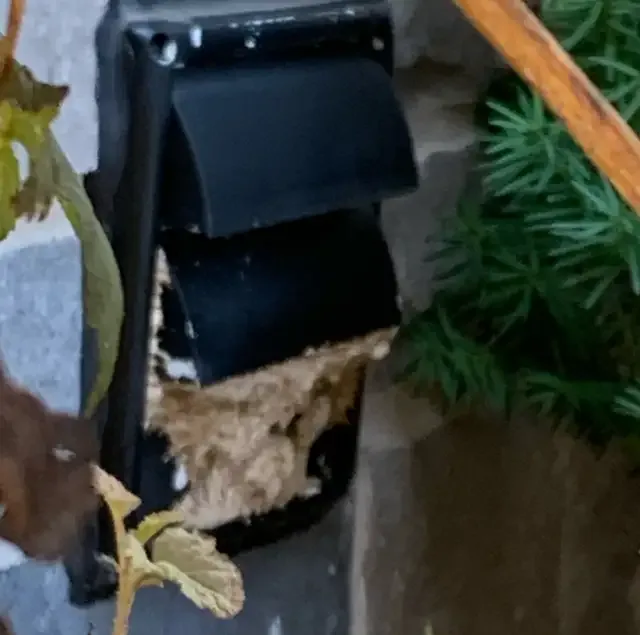 COCKROACH, BEDBUG, MICE, ANTS, WASP - PEST CONTROL in Other in London - Image 5