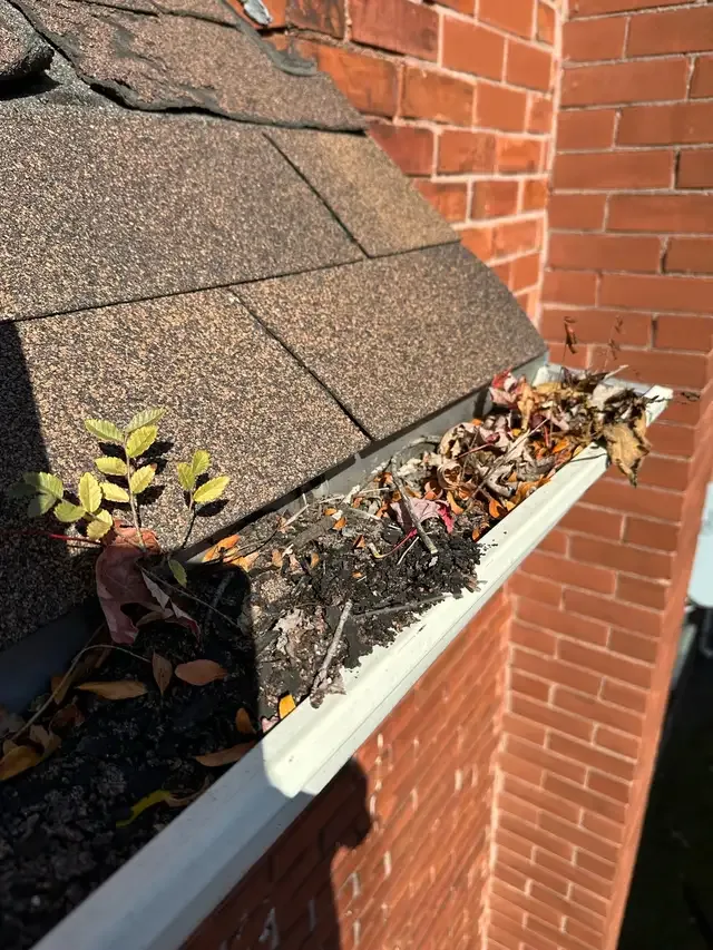 Fall Yard Clean Ups, Leaf Removal, Gutter Cleaning More in Lawn, Tree Maintenance & Eavestrough in London - Image 4