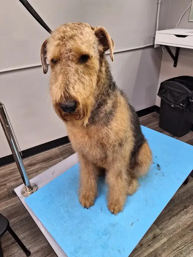 Professional Dog Grooming...Special treatment at SPRINGFIELD K. in Other in London - Image 10