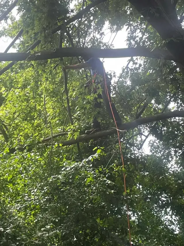 AshTree Service in Lawn, Tree Maintenance & Eavestrough in London - Image 9