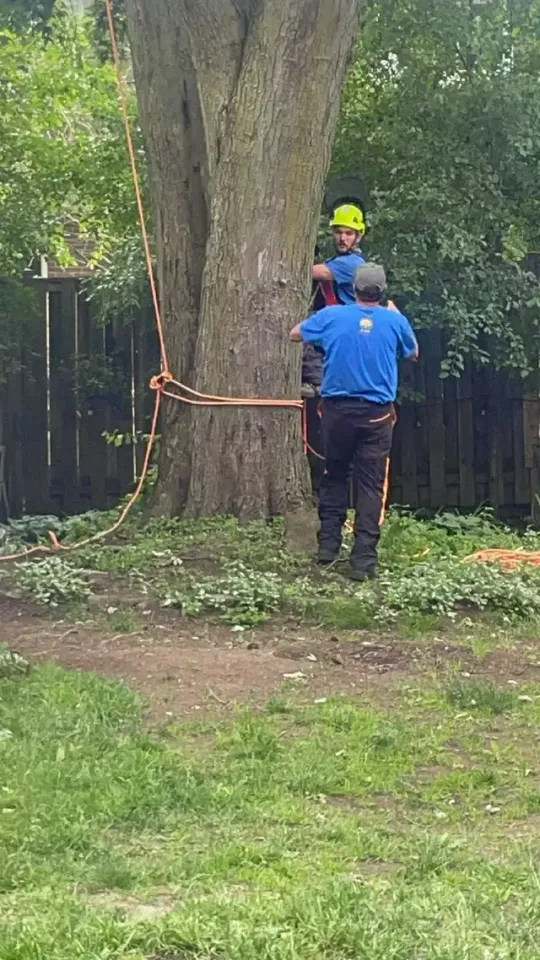 AshTree Service in Lawn, Tree Maintenance & Eavestrough in London - Image 8