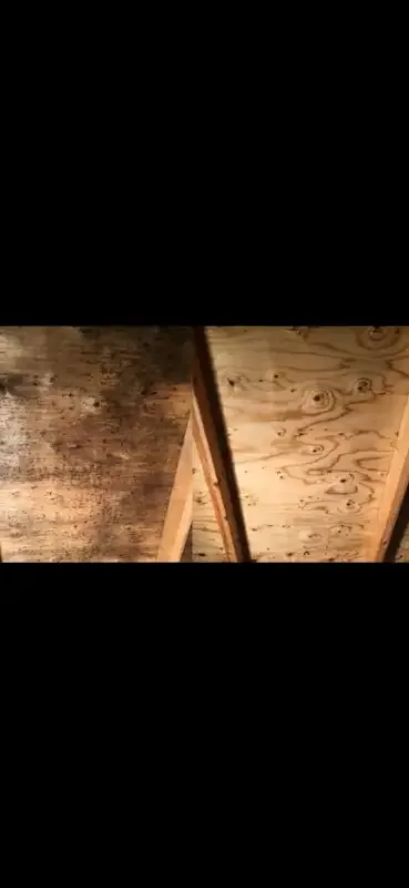 DMR Mold Removal in Other in London - Image 3