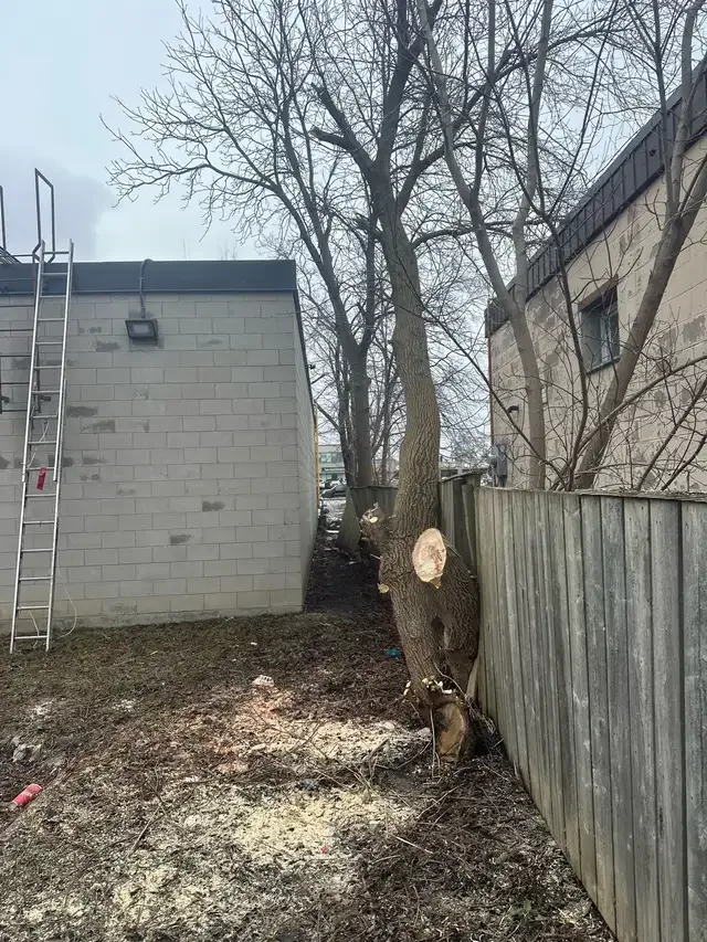 tree cutting services good prices ! Call 226-237-4172 in Lawn, Tree Maintenance & Eavestrough in London - Image 6