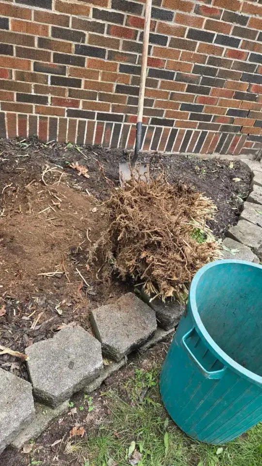 Fall cleanup yard cleaning in Lawn, Tree Maintenance & Eavestrough in London - Image 4