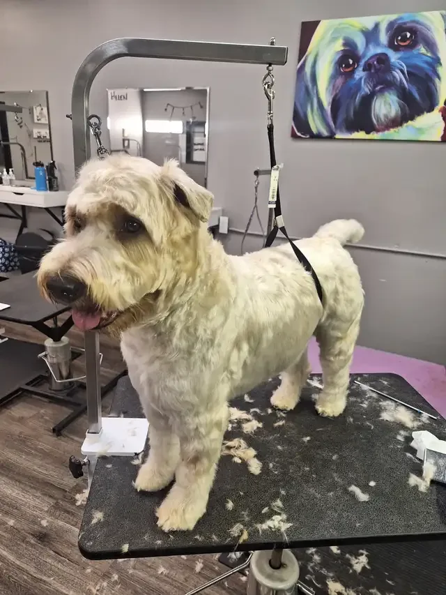 Professional Dog Grooming...Special treatment at SPRINGFIELD K. in Other in London - Image 7