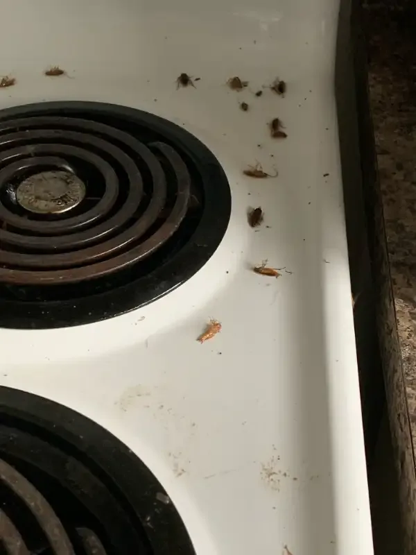 COCKROACH, BEDBUG, MICE, ANTS, WASP - PEST CONTROL in Other in London - Image 8