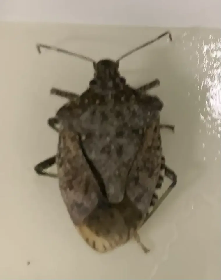 Image from Welcon Pest Control's saved profile