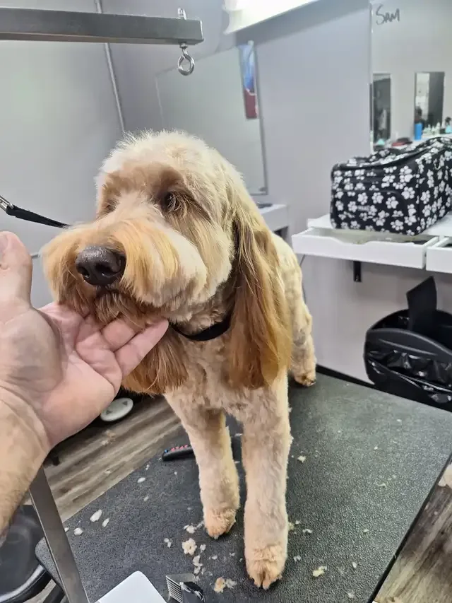 Professional Dog Grooming...Special treatment at SPRINGFIELD K. in Other in London - Image 11