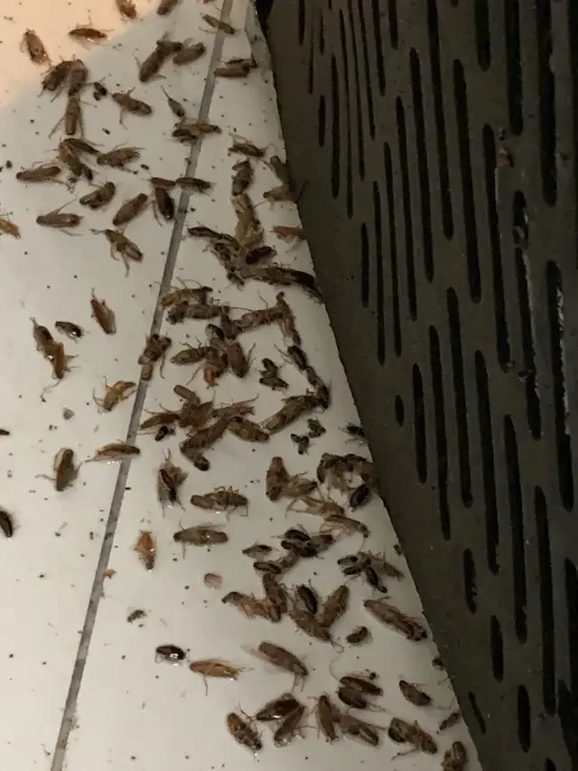COCKROACH, BEDBUG, MICE, ANTS, WASP - PEST CONTROL in Other in London - Image 6