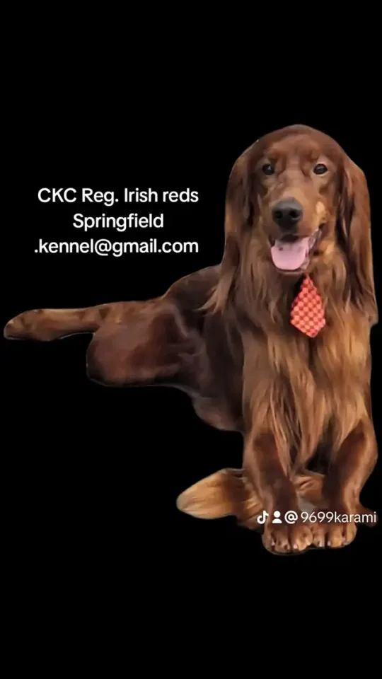 Professional Dog Grooming...Special treatment at SPRINGFIELD K. in Other in London - Image 8