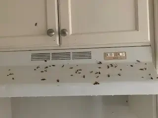 COCKROACH, BEDBUG, MICE, ANTS, WASP - PEST CONTROL in Other in London - Image 4