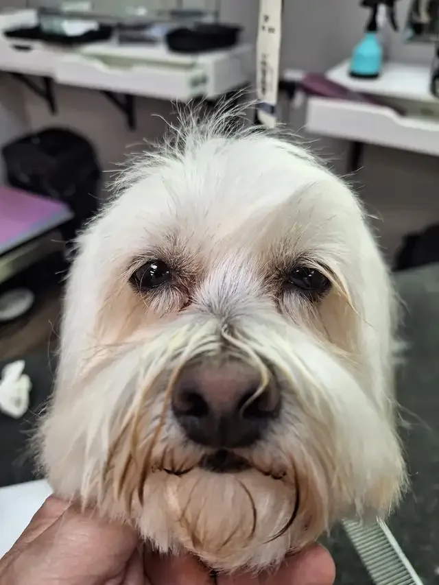 Professional Dog Grooming...Special treatment at SPRINGFIELD K. in Other in London - Image 6