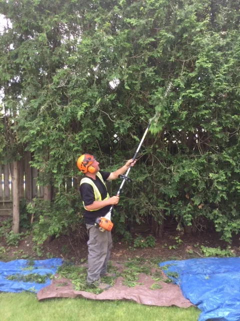 Tree or Hedge Trimming or Removal in Lawn, Tree Maintenance & Eavestrough in London - Image 2