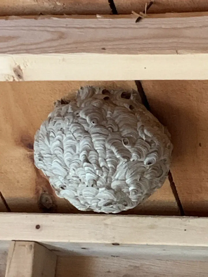 Image from Welcon Pest Control's saved profile
