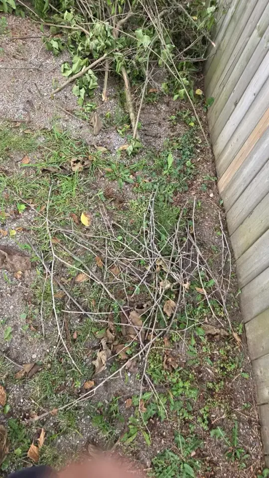 Tree removal.Yard cleaning, fall cleaning in Lawn, Tree Maintenance & Eavestrough in London - Image 6