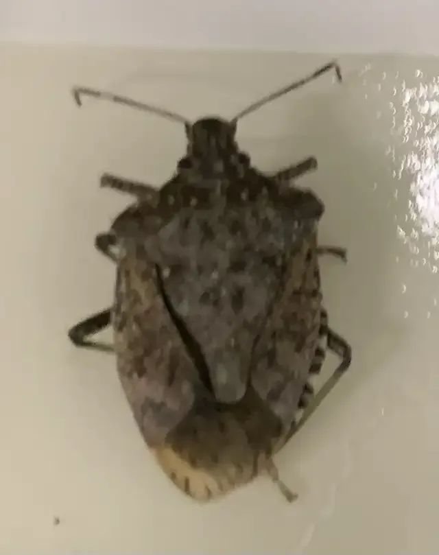 COCKROACH, BEDBUG, MICE, ANTS, WASP - PEST CONTROL in Other in London - Image 10