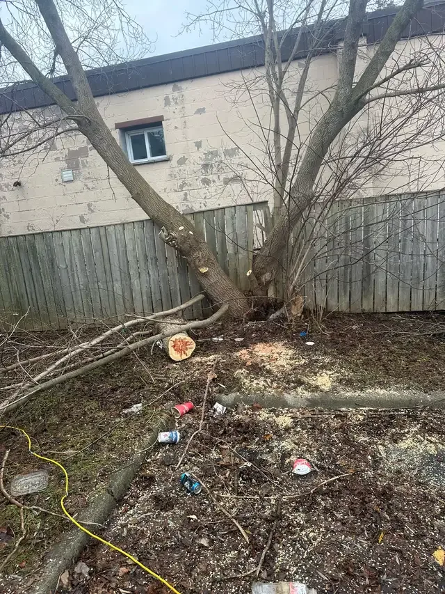 tree cutting services good prices ! Call 226-237-4172 in Lawn, Tree Maintenance & Eavestrough in London - Image 5