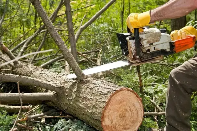 Tree Cutting & Removal & Fallen Tree & Branch Remo in Lawn, Tree Maintenance & Eavestrough in London - Image 2