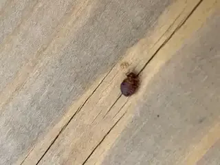 COCKROACH, BEDBUG, MICE, ANTS, WASP - PEST CONTROL in Other in London - Image 12