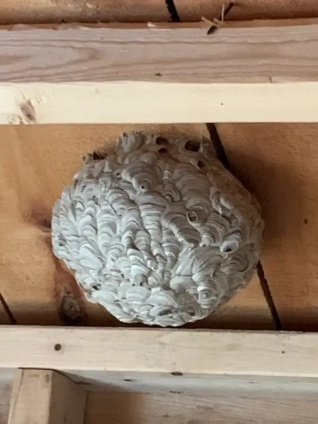 COCKROACH, BEDBUG, MICE, ANTS, WASP - PEST CONTROL in Other in London - Image 9