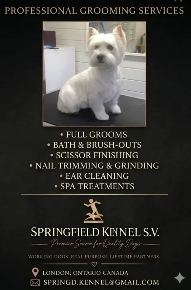 Professional Dog Grooming...Special treatment at SPRINGFIELD K. in Other in London - Image 2
