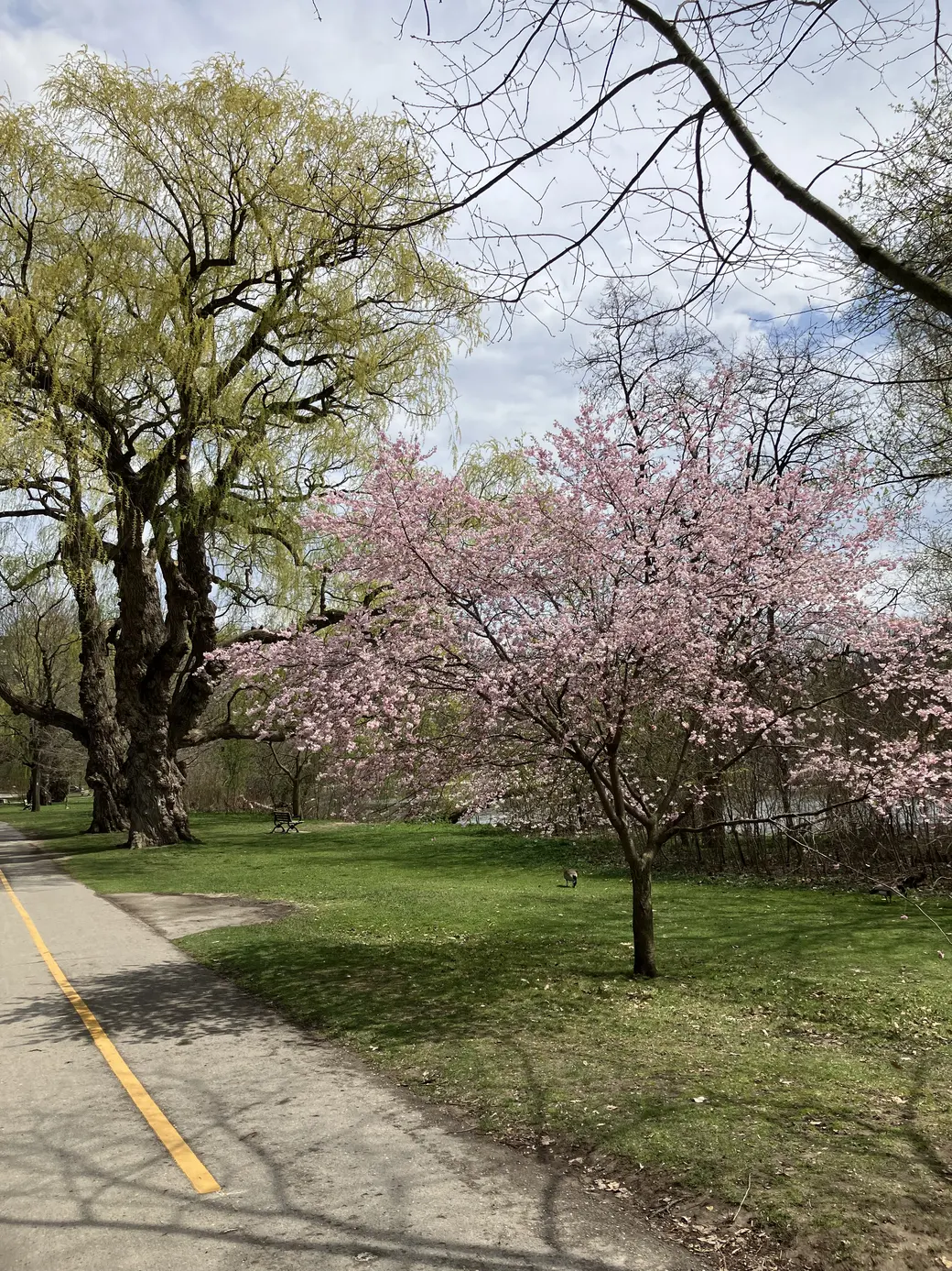Trees in Gibbons Park in April 2025.