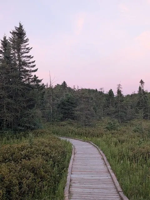 The boardwalk at Sifton Bog, July 2025.