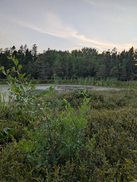 Sifton Bog near sunset, July 2025.